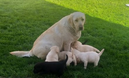 Unsere Hunde sind die große Leiden­schaft der ganzen