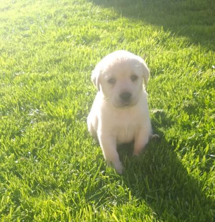 Unsere Hunde sind die große Leiden­schaft der ganzen