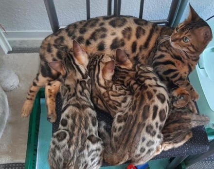 Aus einer traumhaften Verpaarung sind aus unserem