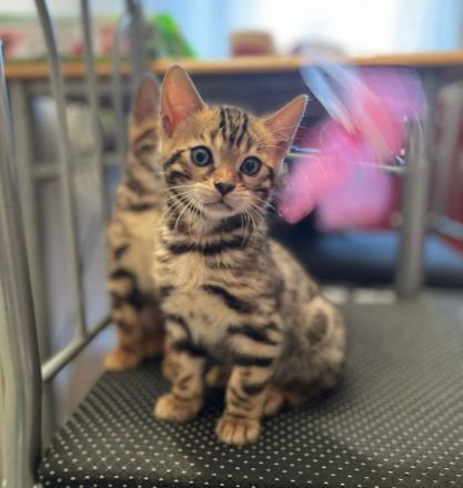 Aus einer traumhaften Verpaarung sind aus unserem