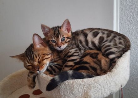 Aus einer traumhaften Verpaarung sind aus unserem