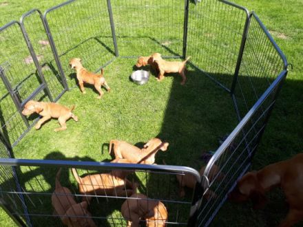 Unsere Hundin hat am 25.03.2022 9 sehr schone Vizsla