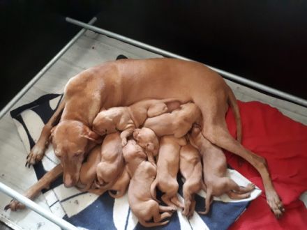 Unsere Hundin hat am 25.03.2022 9 sehr schone Vizsla