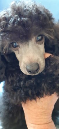 2 Silber-Schwarze Rüden (Zwerg-Pudel) Welpen suchen ein