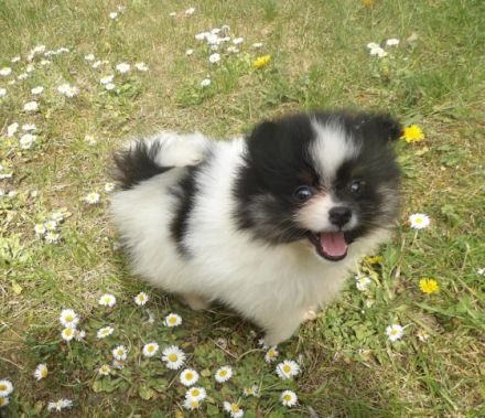 Drei kleine Zwergspitzkinder, 10 Wochen, mehrfach