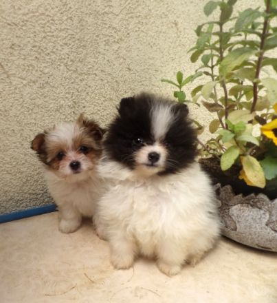 Drei kleine Zwergspitzkinder, 10 Wochen, mehrfach