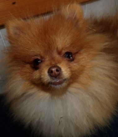 Biirdy, Birdy, ein sdehr kleines Mädchen, 19 cm, 1.800