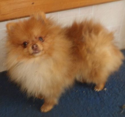 Biirdy, Birdy, ein sdehr kleines Mädchen, 19 cm, 1.800