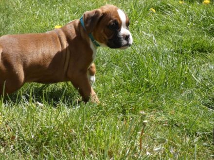 Am 17.03. wurden diese vier wunderschönen Boxerwelpen