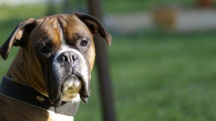 Am 17.03. wurden diese vier wunderschönen Boxerwelpen