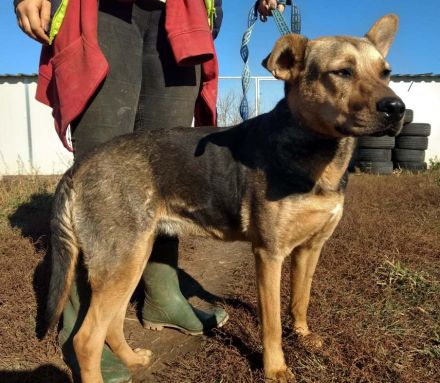 Pandora sucht Euren Halt