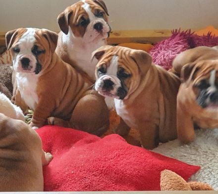 Continental Bulldoggen "Von der Verings Mühle"