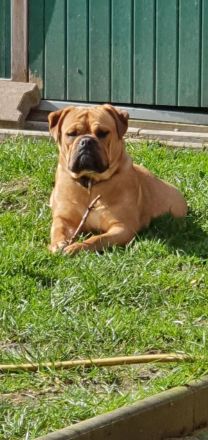 Continental Bulldoggen "Von der Verings Mühle"