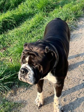 Continental Bulldoggen "Von der Verings Mühle"