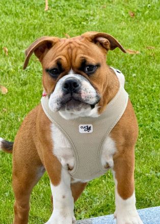 Continental Bulldoggen "Von der Verings Mühle"