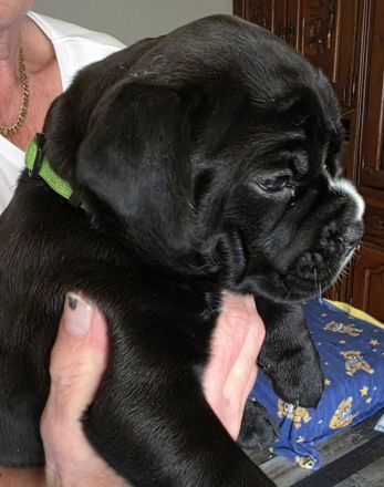 Continental Bulldoggen "Von der Verings Mühle"