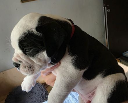 Continental Bulldoggen "Von der Verings Mühle"