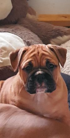 Continental Bulldoggen "Von der Verings Mühle"