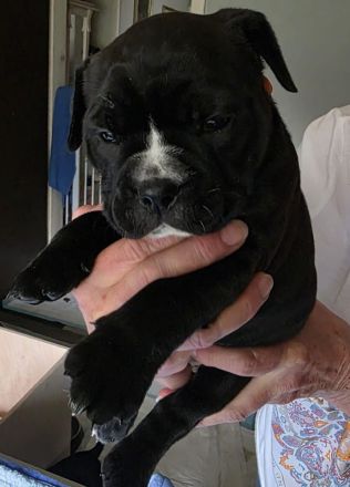 Continental Bulldoggen "Von der Verings Mühle"