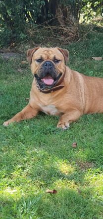 Continental Bulldoggen "Von der Verings Mühle"