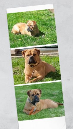 Continental Bulldoggen "Von der Verings Mühle"