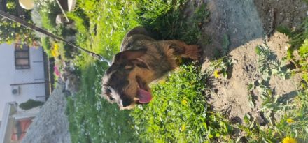 Buba und Bony, 2 Rauhaardackel Mädels suchen ein neues