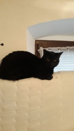 Black., Guten Tag, wir haben einen tiefschwarzen Kater