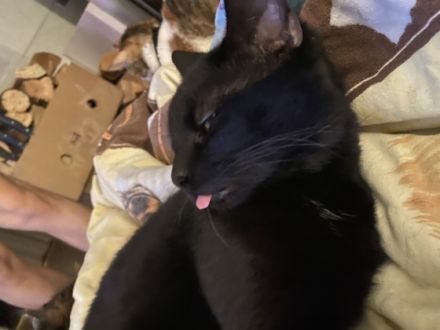 Black., Guten Tag, wir haben einen tiefschwarzen Kater