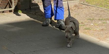 American Bulldog, Welpen