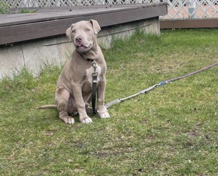 American Bulldog, Welpen