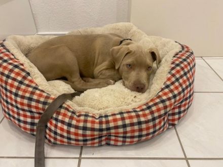 American Bulldog, Welpen