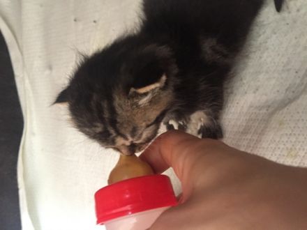 Hallo, ich bin der Putin Ich werde am 29. Mai 12 Wochen