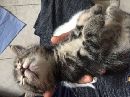 Hallo, ich bin der Putin Ich werde am 29. Mai 12 Wochen