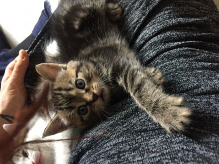 Hallo, ich bin der Putin Ich werde am 29. Mai 12 Wochen