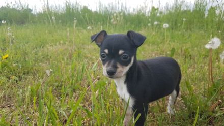 Am 23.03.2022 hat meine liebe Hündin einen Langhaar und