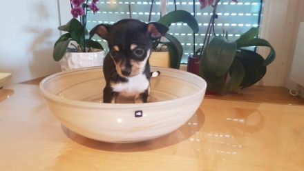 Am 23.03.2022 hat meine liebe Hündin einen Langhaar und