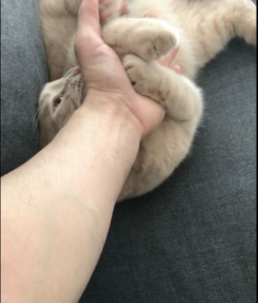 Milosch, Hier möchte ich einen ganz besonderen Kater