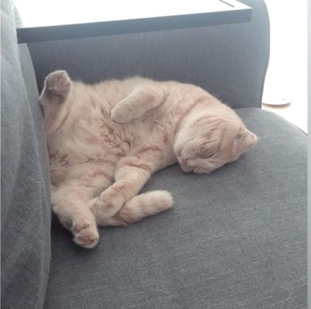 Milosch, Hier möchte ich einen ganz besonderen Kater