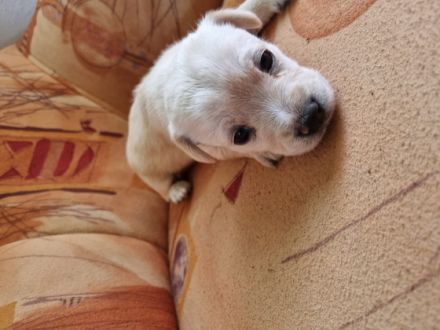 Vor 4 Wochen haben unsere Welpen das Licht der Welt