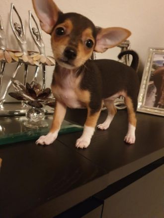 Am 26.02.2022 sind unsere 3 mädels geboren. (nur noch