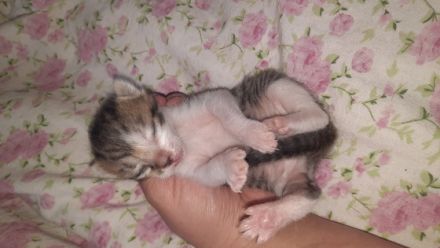 4 kerngesunde katzebabys (noch 3 Mädchen)geboren am 8