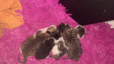 4 kerngesunde katzebabys (noch 3 Mädchen)geboren am 8