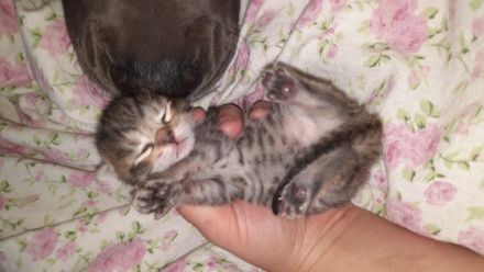 4 kerngesunde katzebabys (noch 3 Mädchen)geboren am 8