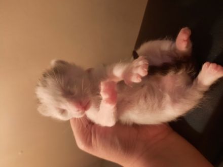 4 kerngesunde katzebabys (noch 3 Mädchen)geboren am 8