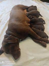 Unsere Hündin "Cleopatra" hatte vor 2 Monaten ihren