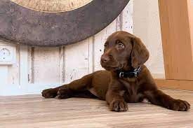 Unsere Hündin "Cleopatra" hatte vor 2 Monaten ihren