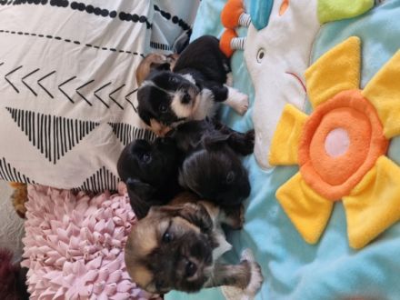 Bolonka Zwetna, Welpen