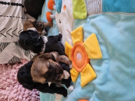 Bolonka Zwetna, Welpen