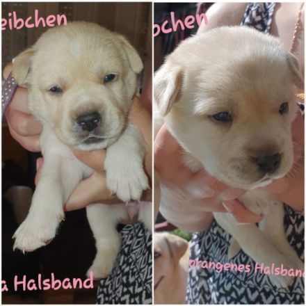 Am 25.04.2022 haben 7 kleine Fellnasen das Licht der