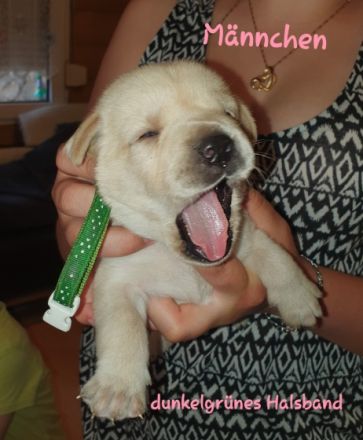 Am 25.04.2022 haben 7 kleine Fellnasen das Licht der